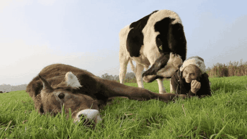 奶牛 睡觉 草地 吃草