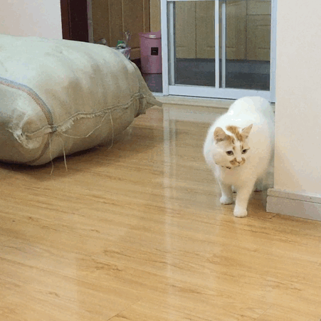 猫咪 玻璃 地板 铃铛