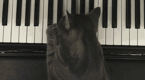 猫猫 弹琴 可爱 背影