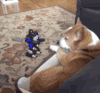 萌宠 小猫 机器人 搞笑 夸张