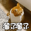萌宠 猫星人 溜了溜了 呆萌 可爱