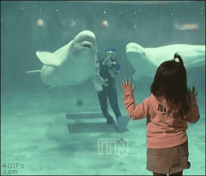 鲸鱼 动物 戒指 水族馆