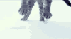 猫 喵星人 萌宠 可爱 萌