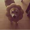 柴犬 太阳 可爱 哈喽 你好