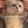 萌宠 猫星人 反正爱情不就都这样 难受 呆萌 可爱