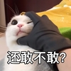 萌宠 猫星人 还敢不敢 捏住你的头 搞怪 呆萌
