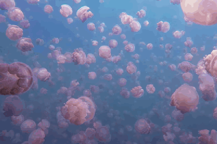 海里 水母 密集 光线 美景
