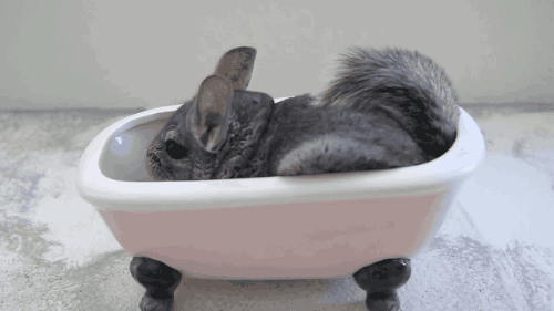 动物 灰兔 可爱 搞笑