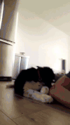 狗 萌宠 主人 调皮