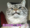 升职加薪 说好的加工资呢 猫