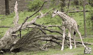 长颈鹿 孔雀 惊吓 萌 卧槽 树枝
