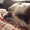 斗牛犬 生无可恋 咬 欢乐 bulldog