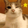 猫咪 wink 撩
