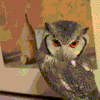 猫头鹰 主人 搞笑 高冷