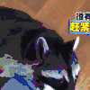动物 可爱 萌 小浣熊