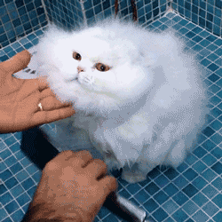 宠物 发型 造型 猫咪