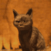 猫 惊讶 表情 怕怕