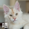 萌宠 猫星人 啧 嫌弃 呆萌 可爱