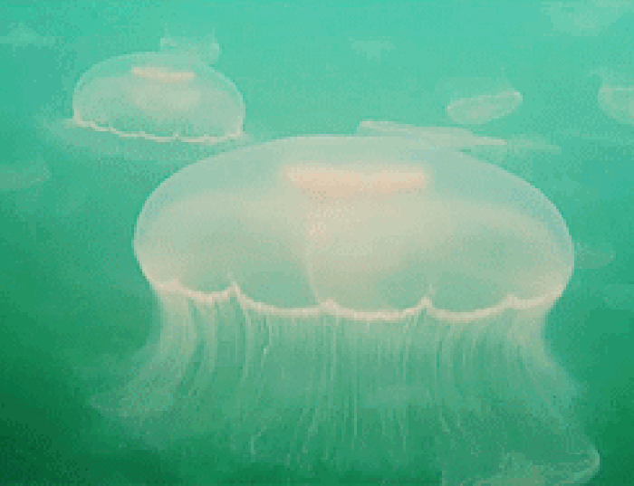 水母 水下 游动 可爱