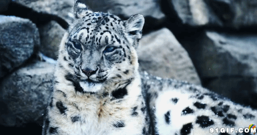 雪豹 动物 猫科 雪花 慵懒 躺卧 自然 动物世界