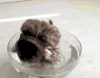 猫头鹰 戏水 萌物 看 owl