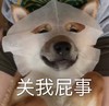 萌宠 汪星人 关我屁事 敷面膜 逗 搞怪