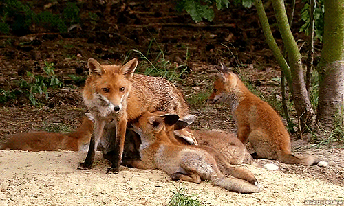 动物 自然 幼崽 红狐狸