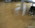 猫咪  玩耍   搞笑  可笑