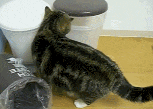 猫咪 垃圾桶 可爱 调皮