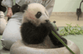 熊猫 吃竹子 可爱