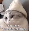 萌宠 喵星人 天气太冷了 冻死人了 可爱 顽皮