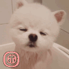 萌宠 狗 困