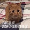 萌宠 猫星人 咋回事啊 姐妹给你参谋参谋 呆萌 可爱