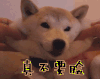 真不要脸 臭不要脸 狗 柴犬 不要脸 不要脸