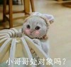 萌宠 猫星人 小哥哥处对象吗 害羞 搞怪 呆萌