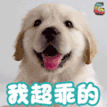狗 宠物 萌宠 我超乖的 soogif soogif出品