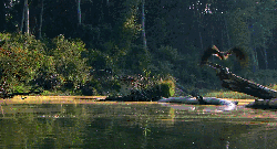 多瑙河-欧洲的亚马逊 帅气 纪录片 老鹰 飞