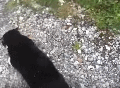 猫咪 黑毛 转头 石子路