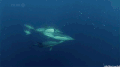 海豚 dolphin 自由  海洋生物