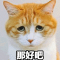 猫 那好吧 妥协