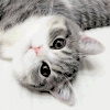 猫咪 可爱 萌萌哒 你瞅啥呢