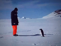 企鹅 掉水 雪地 南极