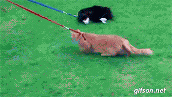 猫猫 草地 草坪 懒