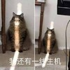 萌宠 猫星人 我还有一线生机 我可以的 呆萌 可爱