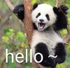 萌宠 熊猫 hello 你好 可爱 呆萌