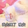 萌宠 猫咪 猫 晚安 晚安猫