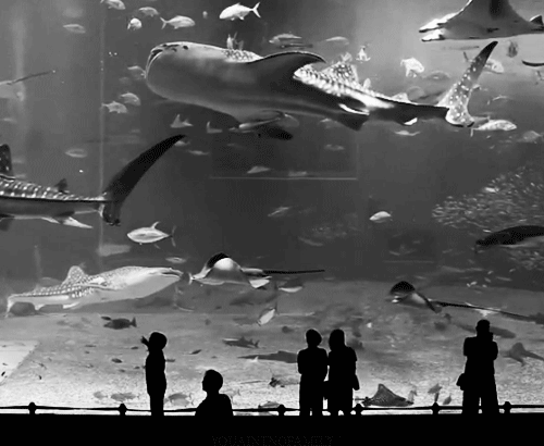 鲨鱼 黑白 观赏 水族馆