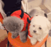 萌宠 狗狗 猫咪 亲一口