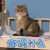 萌宠 猫 你说什么 蒙圈 soogif soogif出品