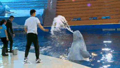 海豚 可爱 喷水 玩闹